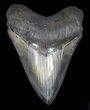 Serrated, Megalodon Tooth - Colorful Blade #62868-1